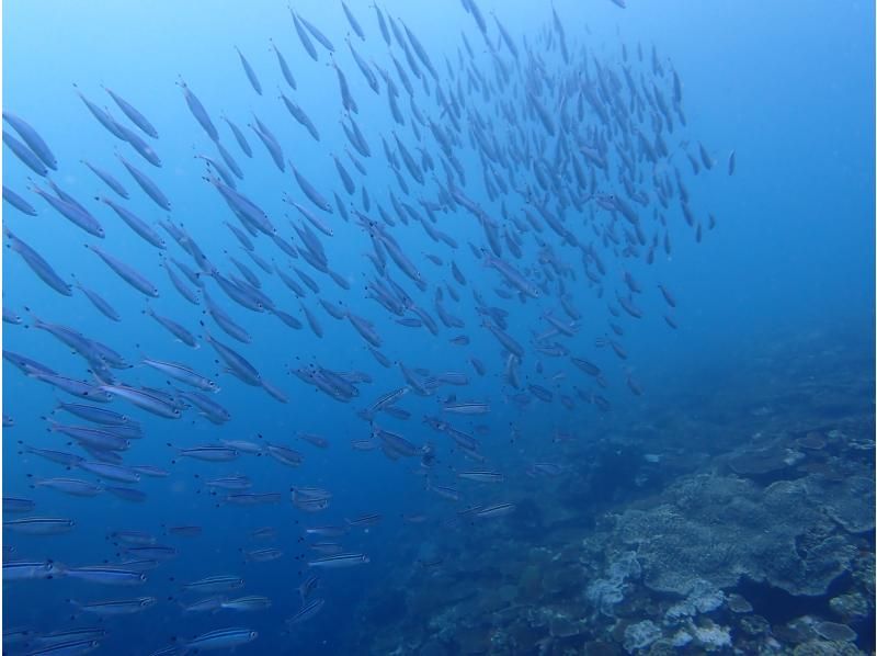 [Private Charter] Ishigaki Island All-Inclusive Boat Charter / Trial Diving, Fun Diving, Snorkeling, Fishing, etc. {1-Day Plan}の紹介画像