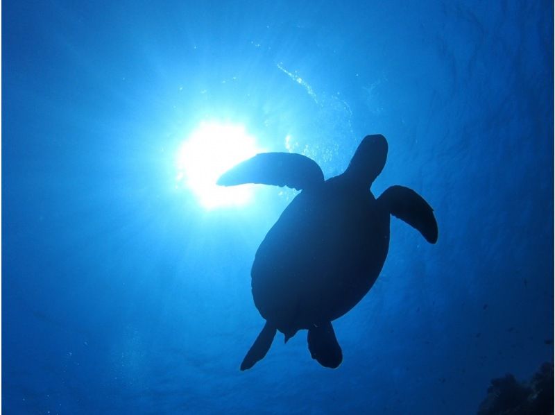 【石垣島・午前8:00〜ボート】幻の島上陸＆2ポイントシュノーケリングツアー〈ドローン・GoPro撮影付き〉の紹介画像
