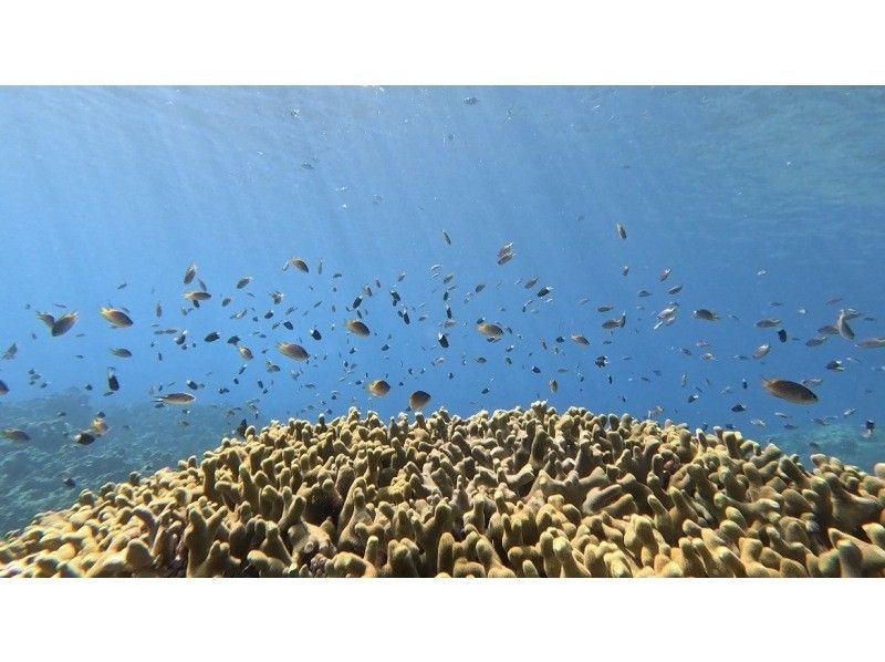 [Ishigaki Island • 8:00 AM • Boat] Phantom Island Drone Photography • Walking Tour & 2-Point Sea Turtle & Coral Snorkeling Tour (Drone & GoPro Photography Included)の紹介画像