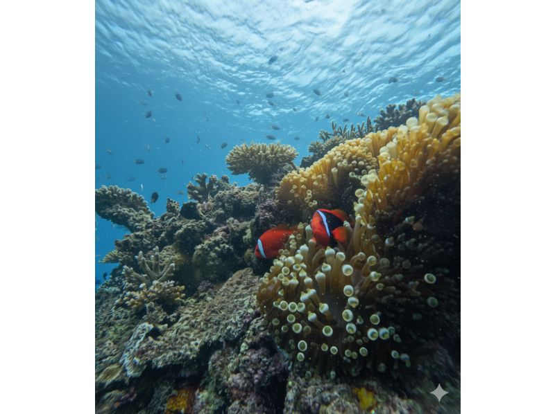 【이시가키 섬 &bull; AM8:00 &bull; 보트】 환상의 섬 드론 촬영 &bull; 산책 & 2 포인트 바다 거북 &middot; 산호 스노클링 투어 <드론 &bull; GoPro 촬영 포함>の紹介画像