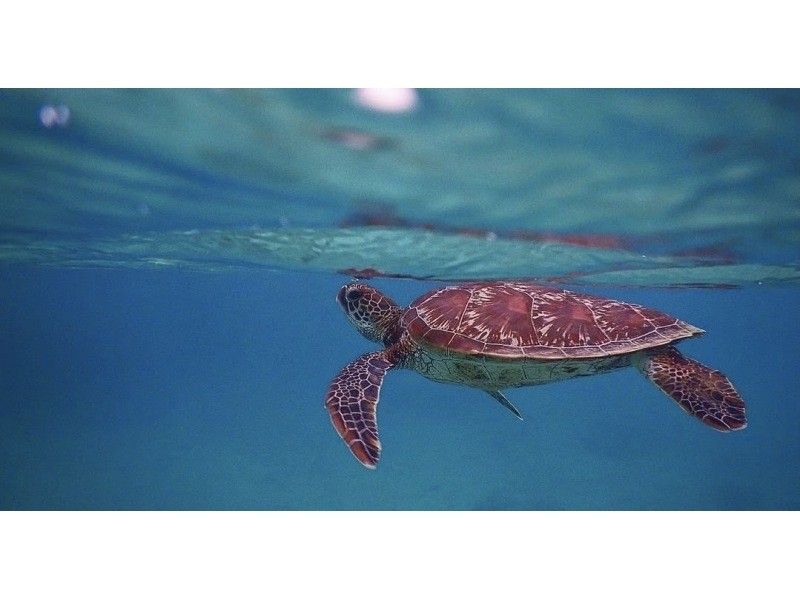 [Ishigaki Island • 8:00 AM • Boat] Phantom Island Drone Photography • Walking Tour & 2-Point Sea Turtle & Coral Snorkeling Tour (Drone & GoPro Photography Included)の紹介画像