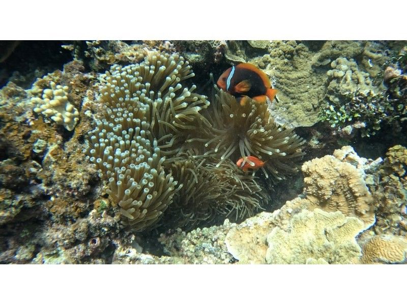 【石垣島・午前8:00〜ボート】幻の島上陸＆2ポイントシュノーケリングツアー〈ドローン・GoPro撮影付き〉の紹介画像