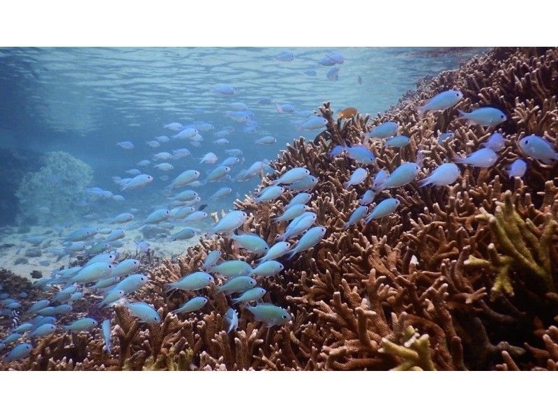 [Ishigaki Island • 8:00 AM • Boat] Phantom Island Drone Photography • Walking Tour & 2-Point Sea Turtle & Coral Snorkeling Tour (Drone & GoPro Photography Included)の紹介画像