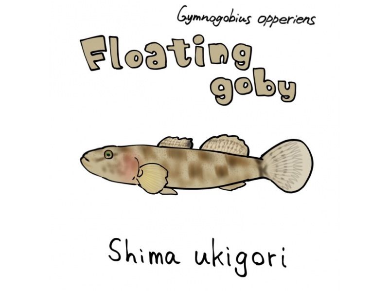 [Kitahiroshima City] Recommended for families: Experience rustling in the Watatsu River near F Villageの紹介画像