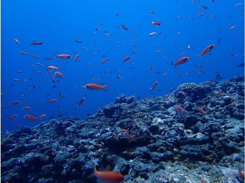 【宮古島】初心者歓迎！簡単シュノーケリングで宮古ブルーを満喫♪レアポイントでのシュノーケリングは宮古ブルーを全身で体感できます☆の紹介画像