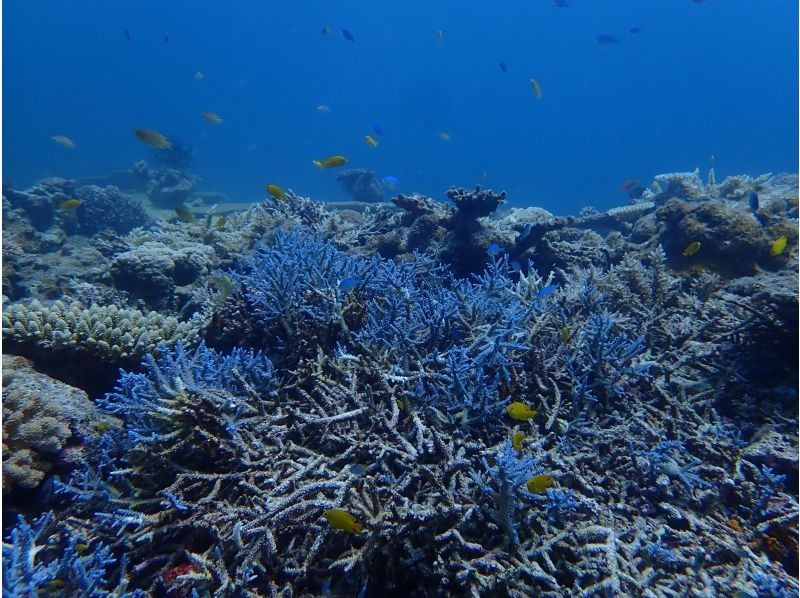 【宮古島】初心者歓迎！簡単シュノーケリングで宮古ブルーを満喫♪レアポイントでのシュノーケリングは宮古ブルーを全身で体感できます☆の紹介画像