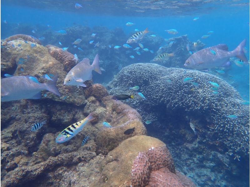 【宮古島】初心者歓迎！簡単シュノーケリングで宮古ブルーを満喫♪レアポイントでのシュノーケリングは宮古ブルーを全身で体感できます☆の紹介画像