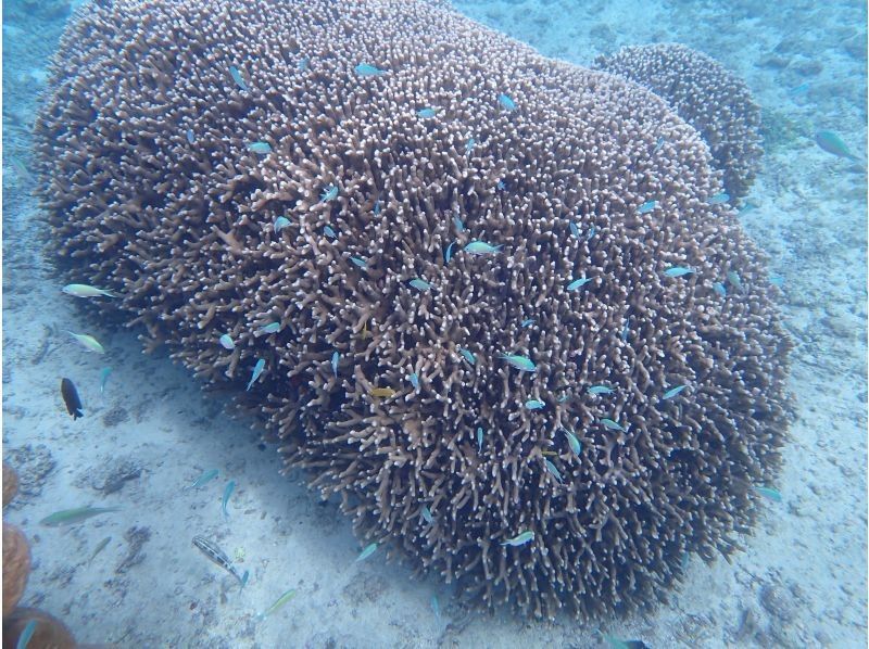 【宮古島】初心者歓迎！簡単シュノーケリングで宮古ブルーを満喫♪レアポイントでのシュノーケリングは宮古ブルーを全身で体感できます☆の紹介画像