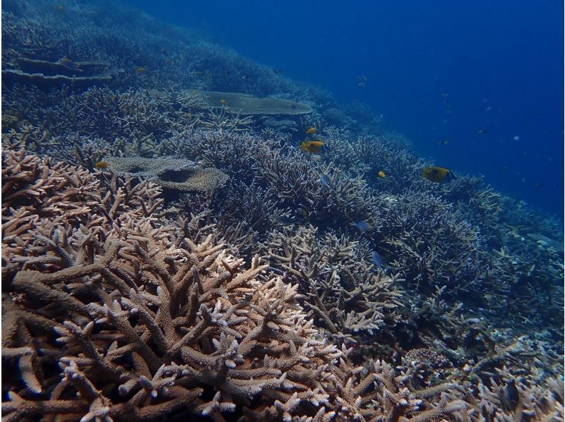 【宮古島】初心者歓迎！簡単シュノーケリングで宮古ブルーを満喫♪レアポイントでのシュノーケリングは宮古ブルーを全身で体感できます☆の紹介画像