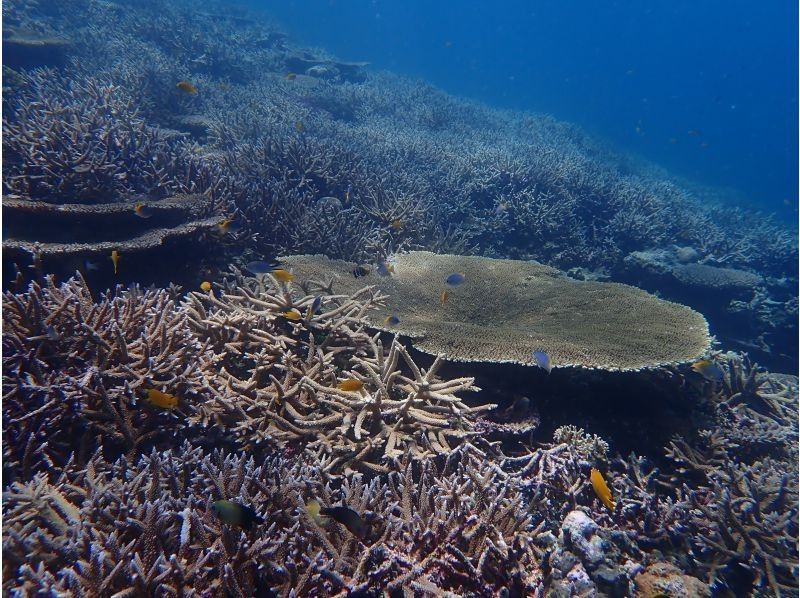 【宮古島】初心者歓迎！簡単シュノーケリングで宮古ブルーを満喫♪レアポイントでのシュノーケリングは宮古ブルーを全身で体感できます☆の紹介画像
