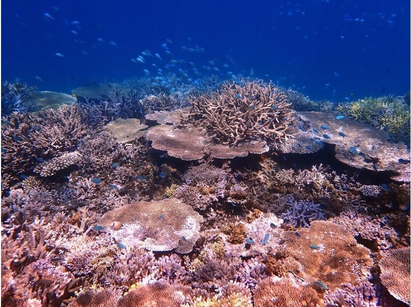 【宮古島】初心者歓迎！簡単シュノーケリングで宮古ブルーを満喫♪レアポイントでのシュノーケリングは宮古ブルーを全身で体感できます☆の紹介画像