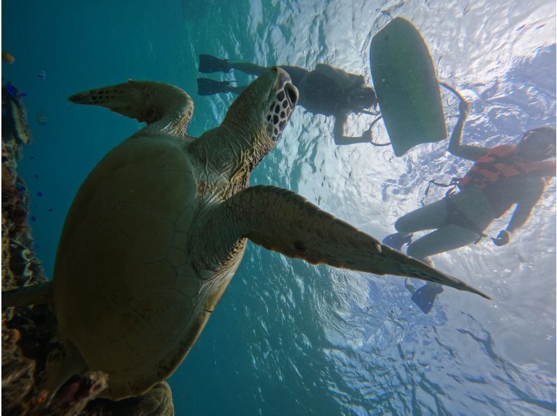 Same-day reservations OK1 Okinawa Onna Village Sea Turtle Search Snorkel Tour 100 minutes! Also held in November GoPro photography free Brother Lau's shopの紹介画像