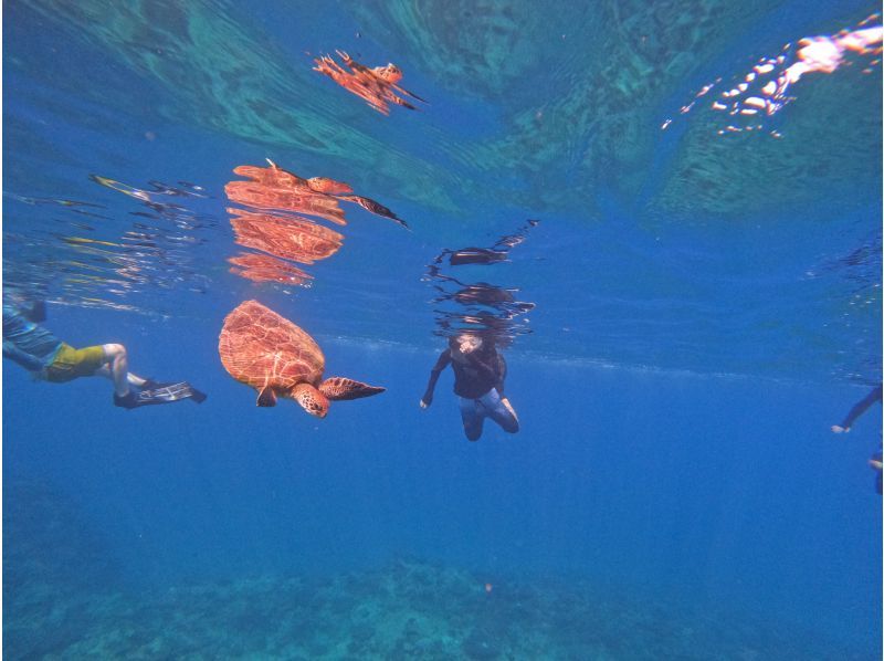 Same-day reservations OK1 Okinawa Onna Village Sea Turtle Search Snorkel Tour 100 minutes! Also held in November GoPro photography free Brother Lau's shopの紹介画像