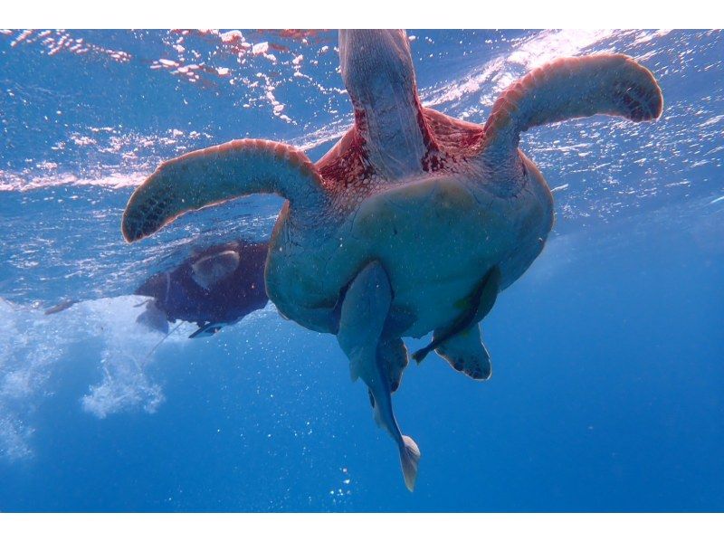 Same-day reservations OK1 Okinawa Onna Village Sea Turtle Snorkeling Tour Free GoPro Photography Brother Lau's Shopの紹介画像