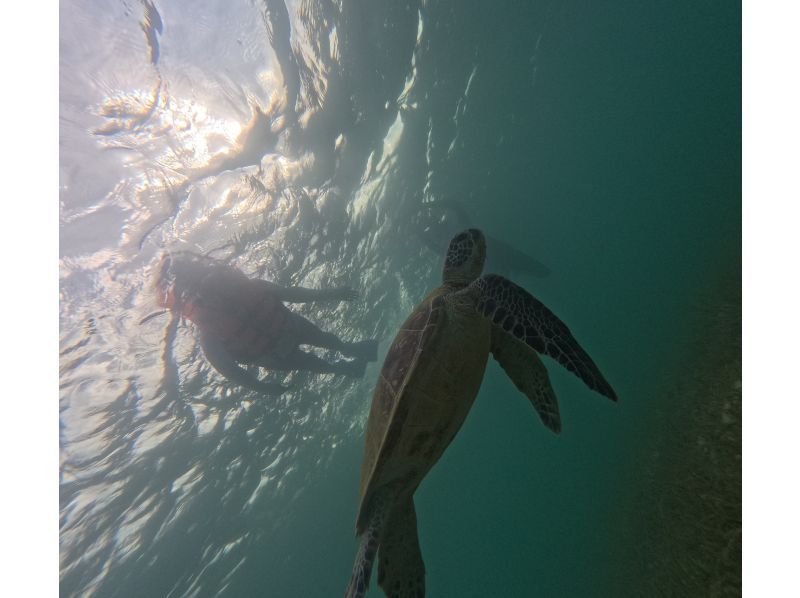 Same-day reservations OK1 Okinawa Onna Village Sea Turtle Search Snorkel Tour 100 minutes! Also held in November GoPro photography free Brother Lau's shopの紹介画像