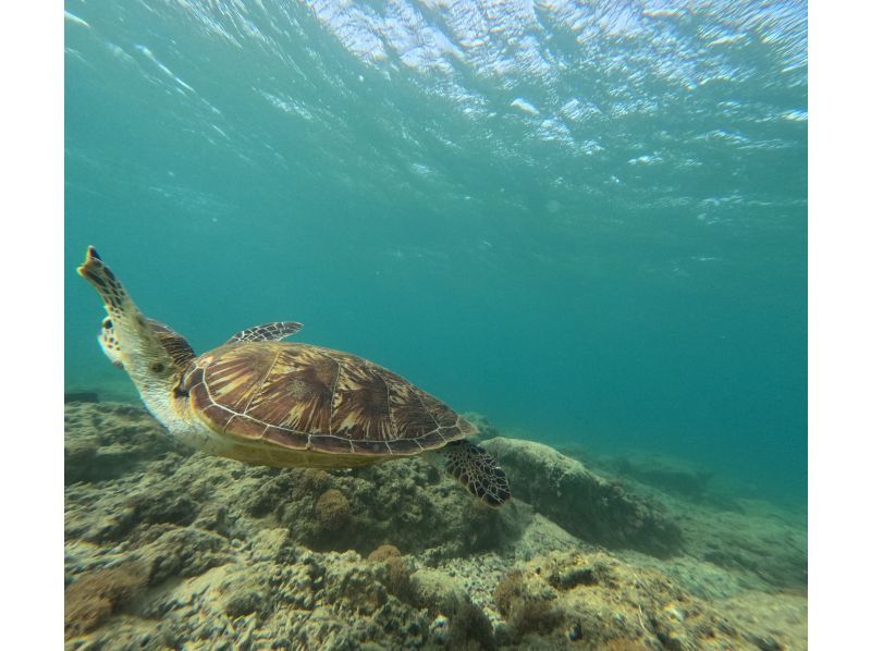 Same-day reservations OK1 Okinawa Onna Village Sea Turtle Search Snorkel Tour 100 minutes! Also held in November GoPro photography free Brother Lau's shopの紹介画像