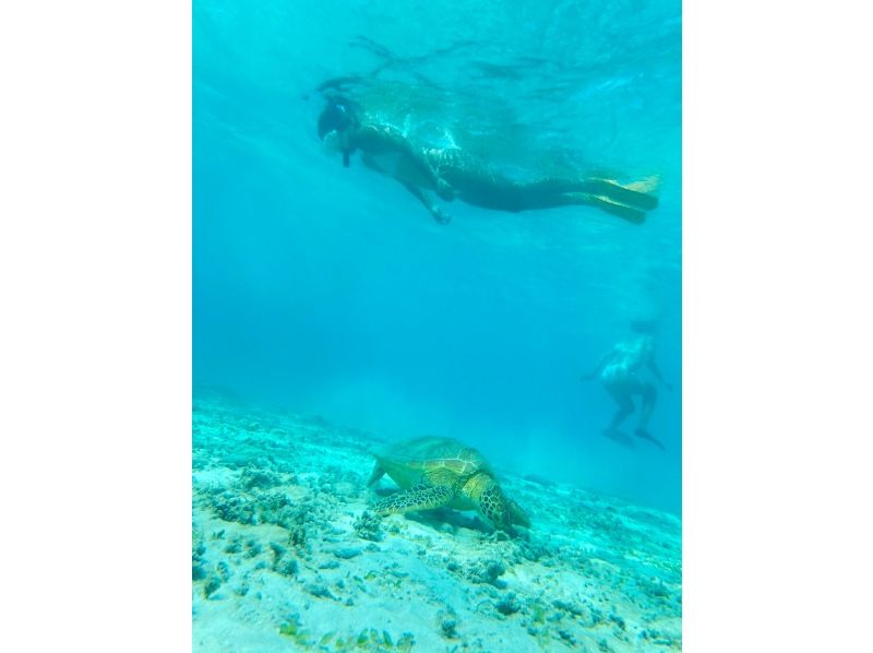 Same-day reservations OK1 Okinawa Onna Village Sea Turtle Snorkeling Tour Free GoPro Photography Brother Lau's Shopの紹介画像