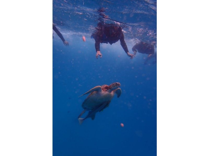 Same-day reservations OK1 Okinawa Onna Village Sea Turtle Search Snorkel Tour 100 minutes! Also held in November GoPro photography free Brother Lau's shopの紹介画像