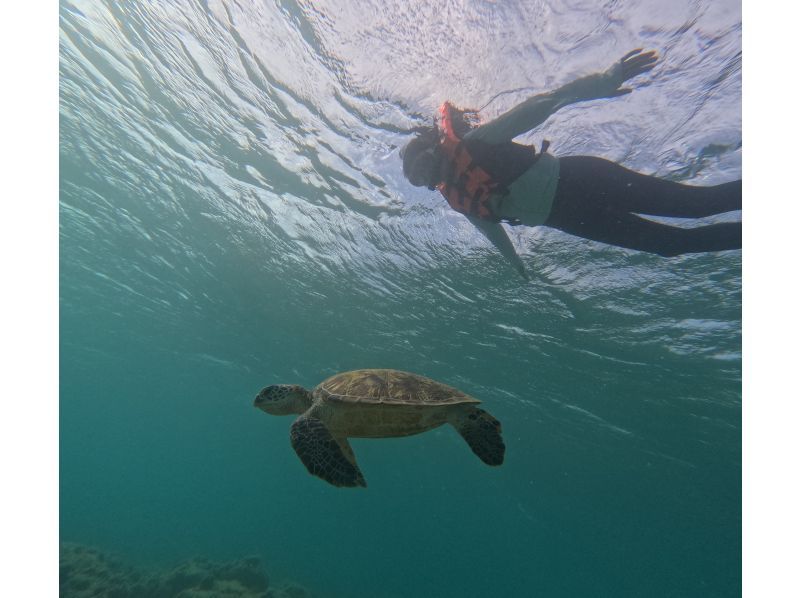 Same-day reservations OK1 Okinawa Onna Village Sea Turtle Search Snorkel Tour 100 minutes! Also held in November GoPro photography free Brother Lau's shopの紹介画像