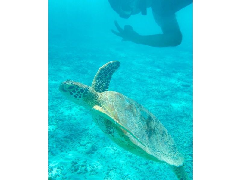 Same-day reservations OK1 Okinawa Onna Village Sea Turtle Search Snorkel Tour 100 minutes! Also held in November GoPro photography free Brother Lau's shopの紹介画像