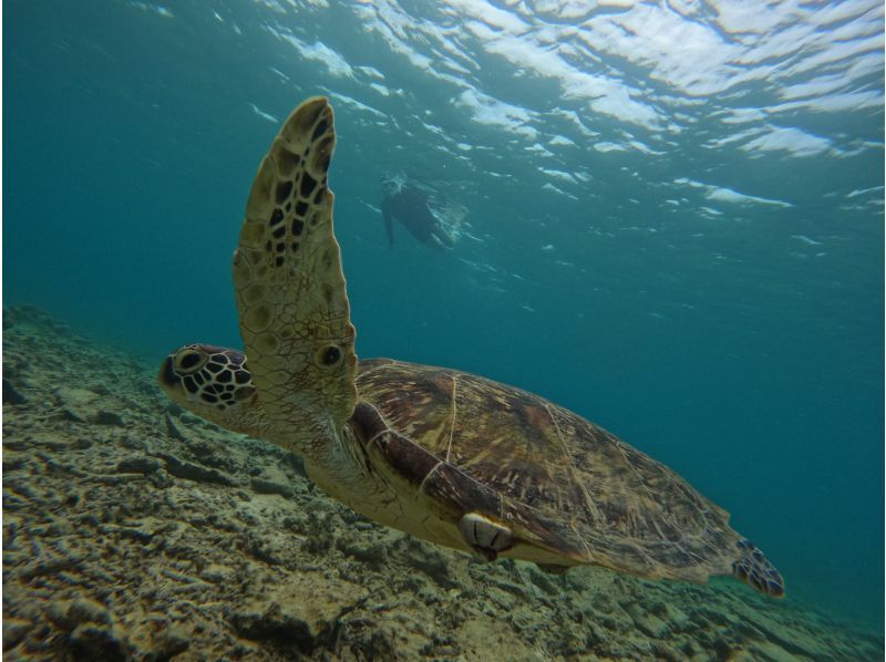 Same-day reservations OK1 Okinawa Onna Village Sea Turtle Search Snorkel Tour 100 minutes! Also held in November GoPro photography free Brother Lau's shopの紹介画像