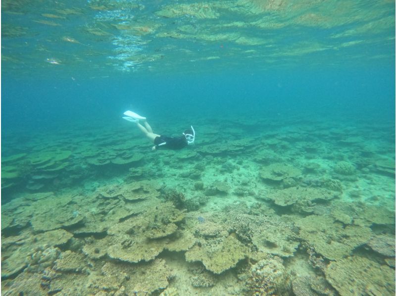 Same-day reservations OK1 Okinawa Onna Village Sea Turtle Snorkeling Tour Free GoPro Photography Brother Lau's Shopの紹介画像