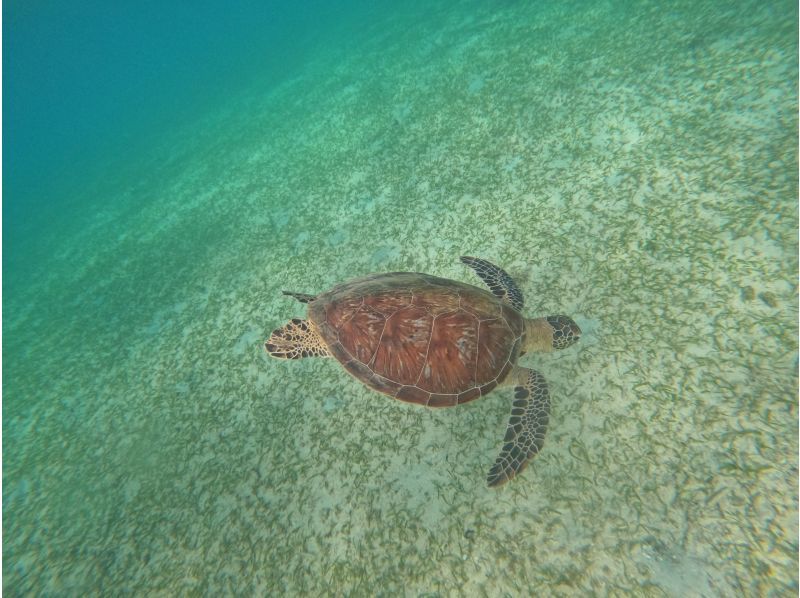 Same-day reservations OK1 Okinawa Onna Village Sea Turtle Search Snorkel Tour 100 minutes! Also held in November GoPro photography free Brother Lau's shopの紹介画像