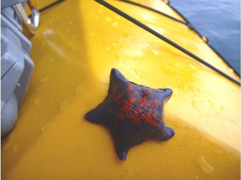 [Hokkaido ・ Niseko】 First time Sea kayak Tour (scrub in the sea of Shakotan blue and go for cave exploration!)の紹介画像