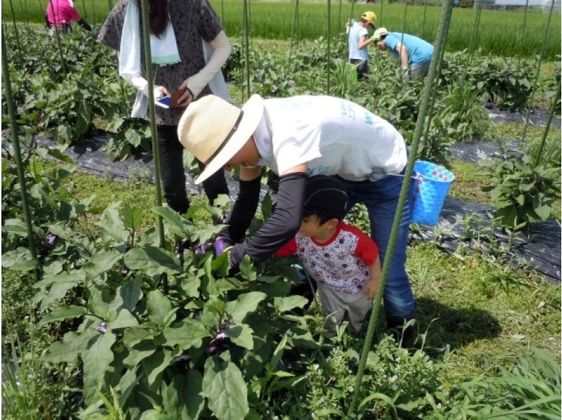 【山形・川西町】薄皮丸茄子収穫と漬物つくり体験の紹介画像