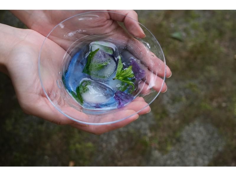 【北海道・黒松内町】五感をとぎ澄ます　「癒し」のブナ林ガイドウォーク♪の紹介画像
