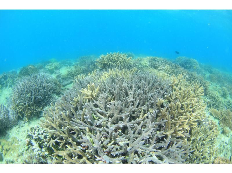 [Okinawa, Ginowan] Definitely a great deal on a tropical beach! Enjoy the ocean in luxury! Snorkel + 1 tube menu of your choice set plan! Same-day reservations welcomeの紹介画像