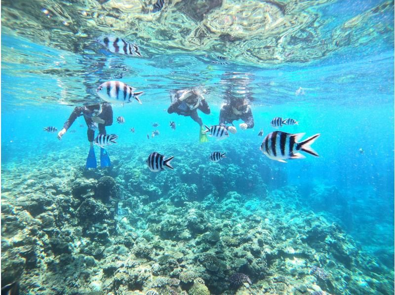 無人島（チービシ諸島）にてシュノーケル&スキンダイビングの紹介画像