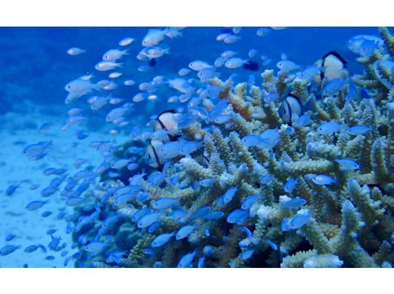 無人島（チービシ諸島）にてシュノーケル&スキンダイビングの紹介画像