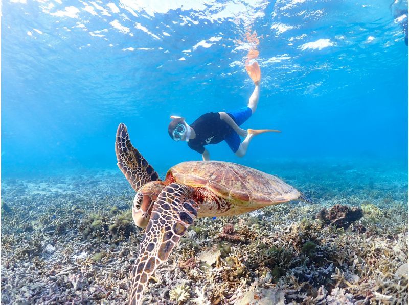 《宮古島｜送迎可能》ライフジャケット不要！ウミガメに大接近！初心者でも始められるスキンダイビング体験！当日予約・早期予約OK！の紹介画像