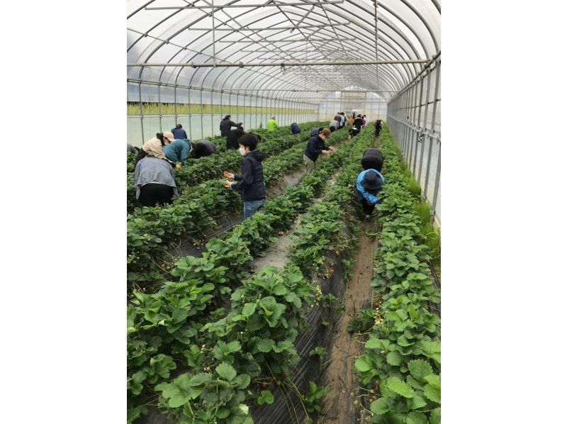 [คุจูคุริ, ชิบะ] เพลิดเพลินกับ "ข้าวปั้นที่ดีที่สุดในโลก" แบบทานไม่อั้น ที่ปรุงด้วยเตาญี่ปุ่นแบบดั้งเดิม และสัมผัสประสบการณ์การเก็บเกี่ยวตามฤดูกาล! (สถานที่) ทัวร์ศึกษาเรื่องอาหารและรับประทานอาหารกลางวันในชนบทที่เหมาะสำหรับครอบครัว (จัดขึ้นตั้งแต่เดือนเมษายนถึงกรกฎาคม)の紹介画像