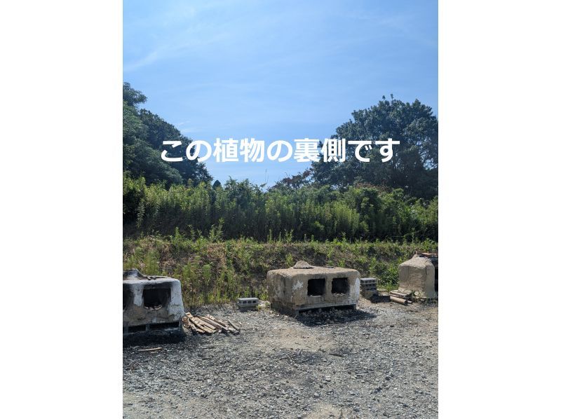 【지바·구주쿠리】농원 만들기를 함께 체험하지 않겠습니까? 충생의 밥솥 기저귀 점심과 밀키 퀸 신쌀 1Kg의 기념품 첨부! 도쿄에서 1시간 반の紹介画像