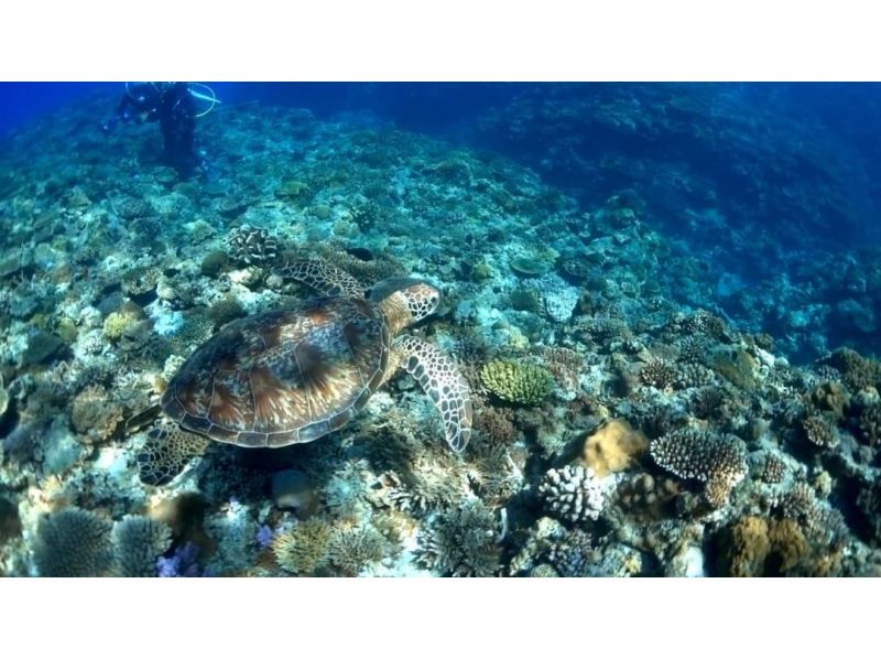 [Okinawa, Naha departure, 1 dive] Visit 2-3 spots! Kerama Islands boat experience diving & snorkeling ☆No license required, underwater photos as a gift☆の紹介画像