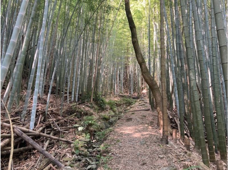 日本遺産　熊野古道紀伊路　藤白坂を歩く　ベテランガイド同行の紹介画像