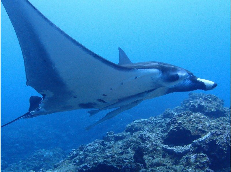 【貸切】石垣島 オールインクルーシブシュノーケリングボートチャーター《1日プラン》の紹介画像