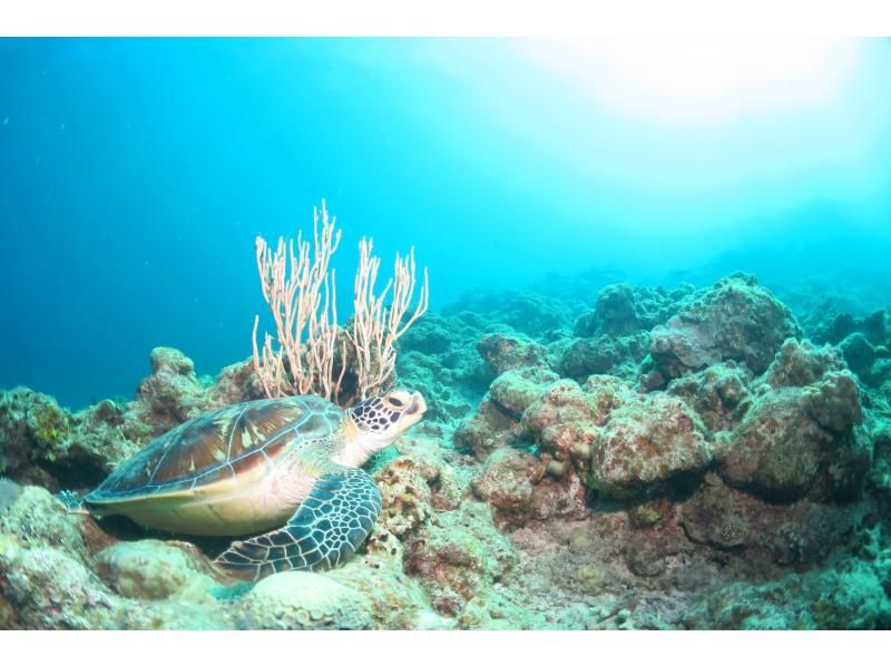 Winter special discount plan! [Okinawa, Ishigaki Island] Feel free to try diving for the first time! 1-day trial course! Limited number of participants! First come, first served! Copyの紹介画像