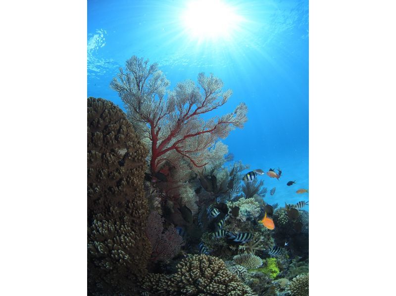 Winter special discount plan! [Okinawa, Ishigaki Island] Feel free to try diving for the first time! 1-day trial course! Limited number of participants! First come, first served! Copyの紹介画像
