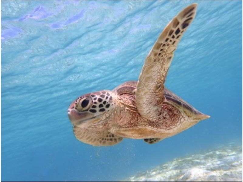 格安ツアー【ウミガメ遭遇率99％】1.5時間★当日予約OK★ウミガメシュノーケル GoPro写真データ無料プレゼントの紹介画像