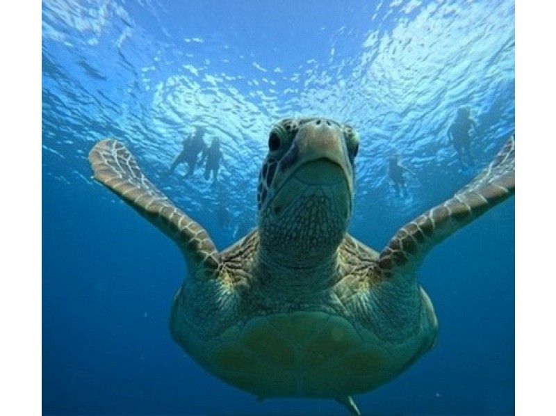 格安ツアー【ウミガメ遭遇率99％】1.5時間★当日予約OK★ウミガメシュノーケル GoPro写真データ無料プレゼントの紹介画像