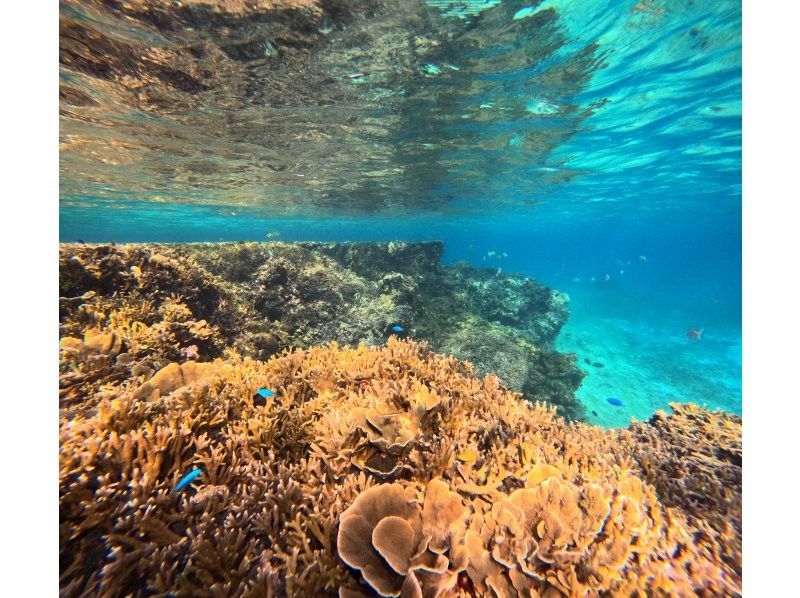 格安ツアー【ウミガメ遭遇率99％】1.5時間★当日予約OK★ウミガメシュノーケル GoPro写真データ無料プレゼントの紹介画像