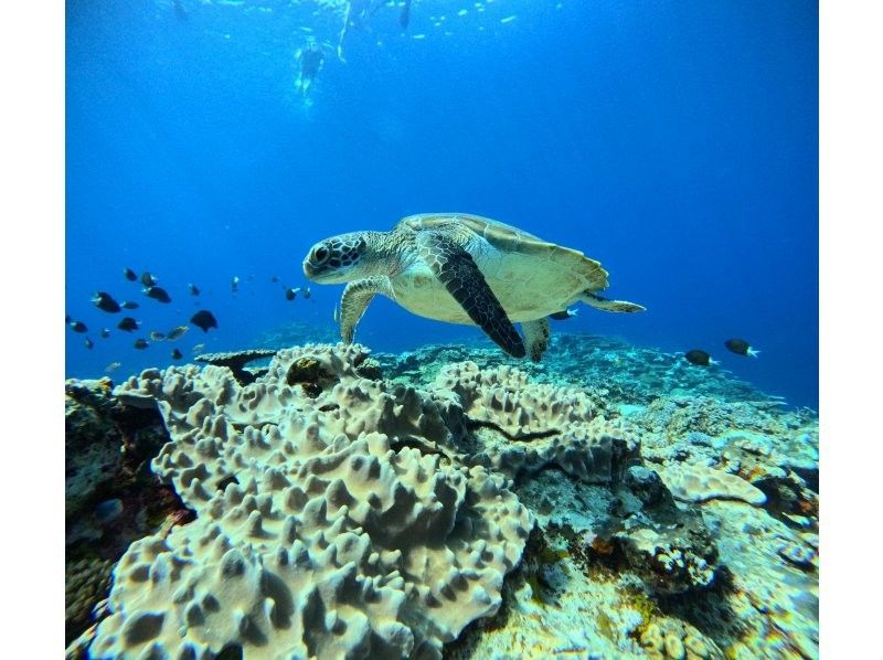 格安ツアー【ウミガメ遭遇率99％】1.5時間★当日予約OK★ウミガメシュノーケル GoPro写真データ無料プレゼントの紹介画像