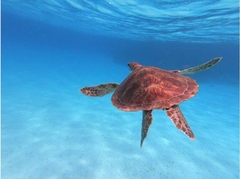 格安ツアー【ウミガメ遭遇率99％】1.5時間★当日予約OK★ウミガメシュノーケル GoPro写真データ無料プレゼントの紹介画像