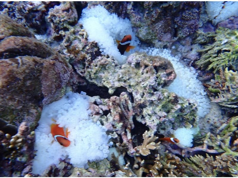 格安ツアー【ウミガメ遭遇率99％】1.5時間★当日予約OK★ウミガメシュノーケル GoPro写真データ無料プレゼントの紹介画像