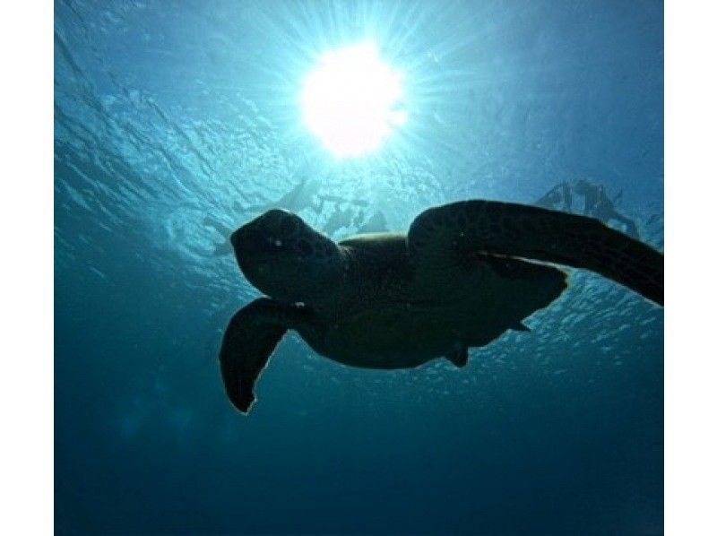 格安ツアー【ウミガメ遭遇率99％】1.5時間★当日予約OK★ウミガメシュノーケル GoPro写真データ無料プレゼントの紹介画像