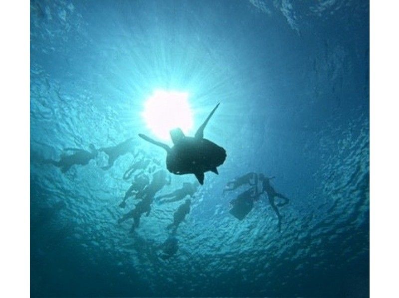 格安ツアー【ウミガメ遭遇率99％】1.5時間★当日予約OK★ウミガメシュノーケル GoPro写真データ無料プレゼントの紹介画像