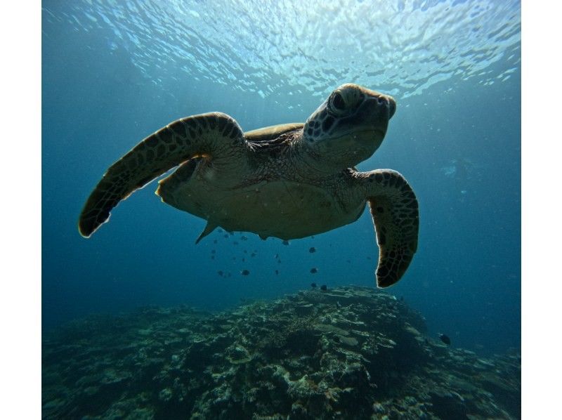 格安ツアー【ウミガメ遭遇率99％】1.5時間★当日予約OK★ウミガメシュノーケル GoPro写真データ無料プレゼントの紹介画像